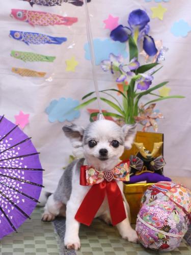 20240511ももちゃん